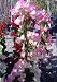 Pink Pearl Bougainvillea One Gallon Plant