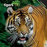 Tigers 2013 7X7 Mini Wall