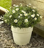 Margueritte Large Terracotta