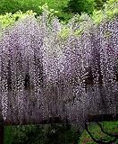 Blue Japanese Wisteria Vine 5 Seeds - Hard to Find!