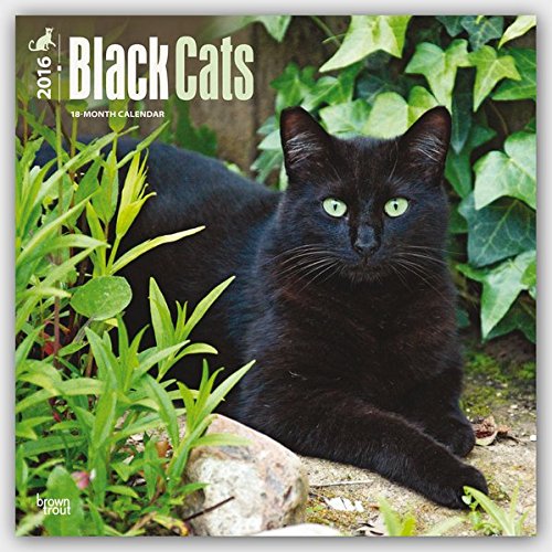 Black Cats 2016 Square 12x12 (Multilingual Edition)
