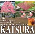BUY : 50 KATSURA C japonicum Tree Seeds Japanese BONSAI GORGEOUS ~Fragrant Fall Leaves