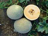 Rare Ananas Melon 20 seeds Heirloom Melon