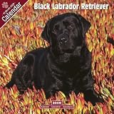 Black Labrador Retriever 2009 Wall Calendar 12 X 12
