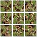 Scramble Squares: Moose