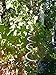 In the Breeze Mylar Spinner Lil' Silver Sprite — 12
