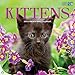 Avalon 12 x 12 Inches Kittens 2015 16-Month Wall Calendar (84435)