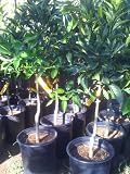 Dwarf Washington Navel Orange Tree, Five Gallon Container