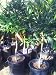 Dwarf Washington Navel Orange Tree, Five Gallon Container