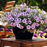 Amazon / Hirts: Seed; Annual: Cotton Candy Petunia/Bacopa 10 Fuseable Pellets