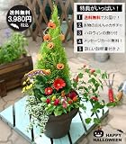 【ハッピー★ハロウィン2009】ハロウィン福袋＊寄せ植え【ラッピング・メッセージ無料】