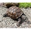XXL SCHILDKR�TE HAUS & GARTEN DEKO FIGUR WETTERFEST - INKL. MEMO SCHILDER