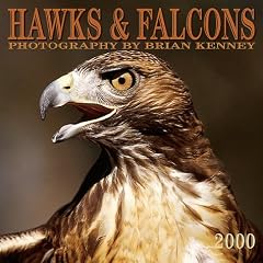 Hawks & Falcons 2000 Calendar