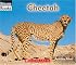 Cheetah (Welcome Books)