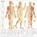 Acupuncture Chart