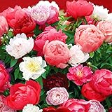 国華園　芍薬苗　お買得芍薬福袋（品種見計らい・名称付）　4株