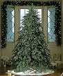 9' Downswept Hunter Fir Pre-Lit Artificial Christmas Tree - Multi Lights