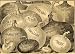 1892 Print Hallocks Onions Red Globe Danvers Yellow Art - Original Halftone Print