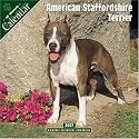American Staffordshire Terrier 2007 Wall Calendar