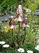 Metallic Toadstools - 3 set - Matt Copper Speckle