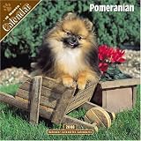 Pomeranian 2008 Wall Calendar
