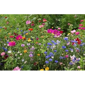 Wildflower Seeds