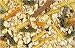 Crazy Corn Cooked Bird Food Noodles Nuts 12oz