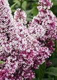 Amazon / Hirts: Lilac: Redwine Canadian Lilac - Syringa - Potted - Very Hardy