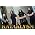 Vignette de Kataklysm