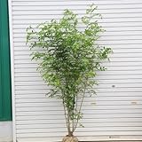 あげます・ください