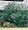 Great Flowering Landscape Shrubs