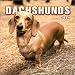 Dachshunds 2004 Mini CalendarでAmazonアフィリエイトツール