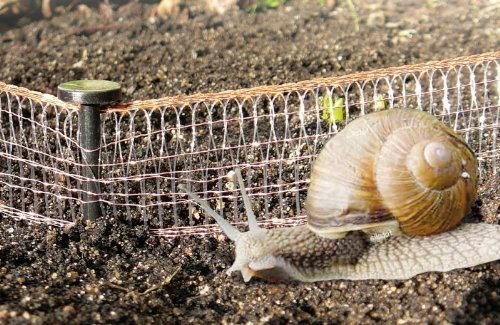 Wozu braucht man einen Schneckenzaun?