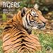 Tigers 2009 Square Wall Calendar