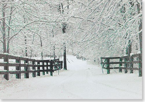 Winter Tracks Holiday Boxed Cards (Christmas Cards, Holiday Cards, Greeting Cards) (Small Holiday Card Series)