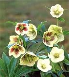 Helleborus Yellow Lady 8 Seeds 618QLThjNpL. SL160 Helleborus Yellow Lady 8 Seeds