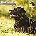 Magnet & Steel 2017 Black Labrador Calendar, Traditional Wall Calendar