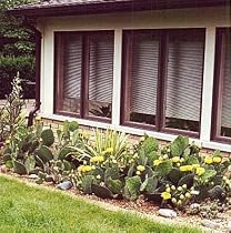 Winter Hardy Cactus Opuntia 15 Seeds