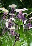 Tropica - Weiße Fledermausblume (Tacca integrifolia) - 15 Samen