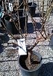 Golden Glory Genetic Dwarf Peach Tree Five Gallon