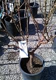 Golden Glory Genetic Dwarf Peach Tree Five Gallon
