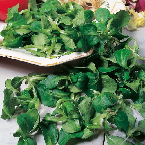 3g (Approx. 2100) Corn Salad Seeds 3g (Approx. 2100) Corn Salad Seeds