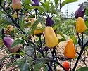 Chinese Five Color Hot Pepper 10 Seeds