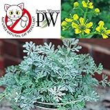 ネコよらず（ヘンルーダ）3号ポット12株セット[PW][柑橘系の匂いで]