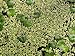 Aquatic Plants - 36