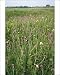 Photographic Prints of ROG-7819 UK - Thistle a Meadow Rue from Ardea Wildlife Pets