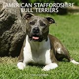 American Staffordshire Bull Terriers 2010 Wall Calendar