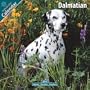Dalmatian 2010 Wall Calendar 12" X 12"