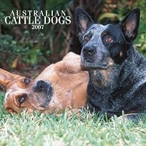 Australian Cattle Dogs 2007 Calendar