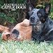 Australian Cattle Dogs 2007 Calendar